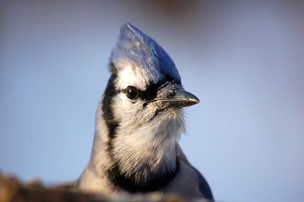 Blue Jay 