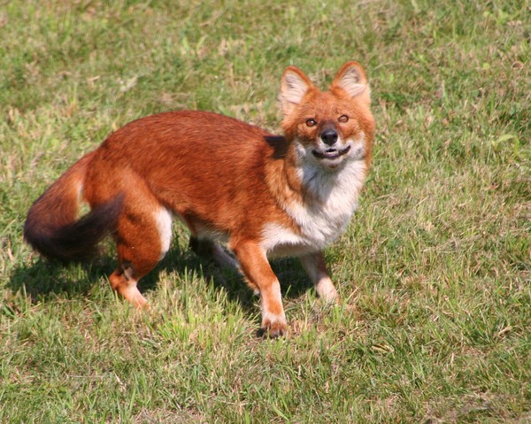Dhole's Eyes