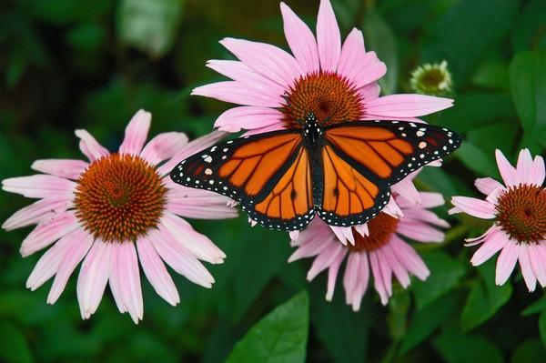 Butterflies and Flowers- How Cute