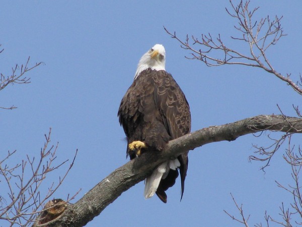 Eagle