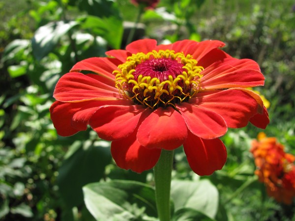 Red Flower 2