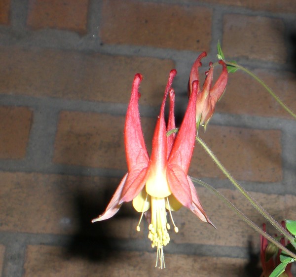 columbine_4