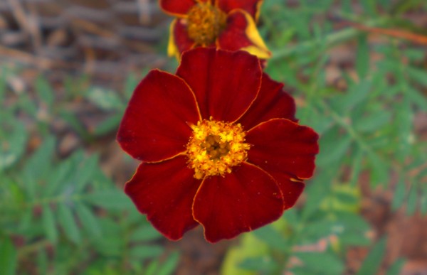 Marigold_08_'