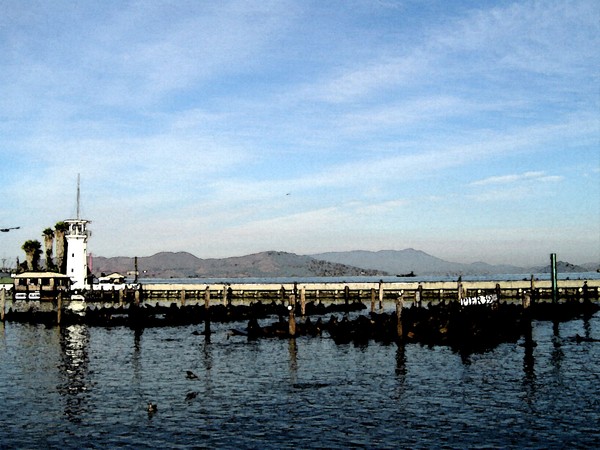 San Francisco Pier 39 Sea Lions