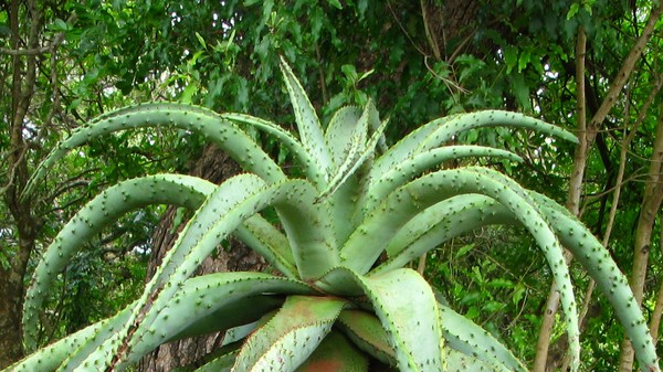 GreenPlant001