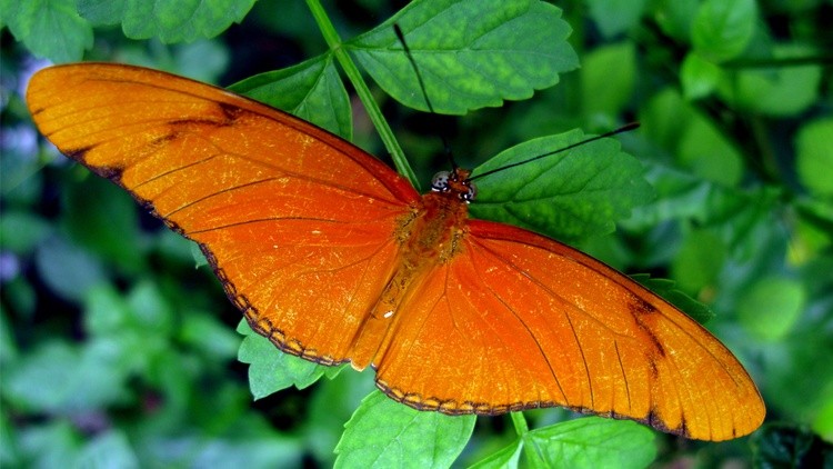 Butterfly 001 1366x768