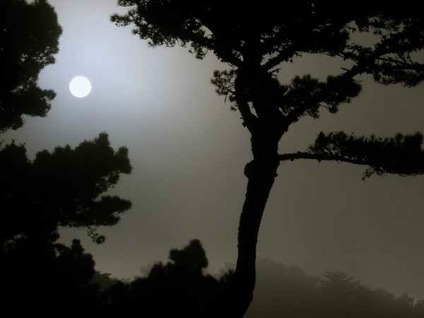 Foggy Coast