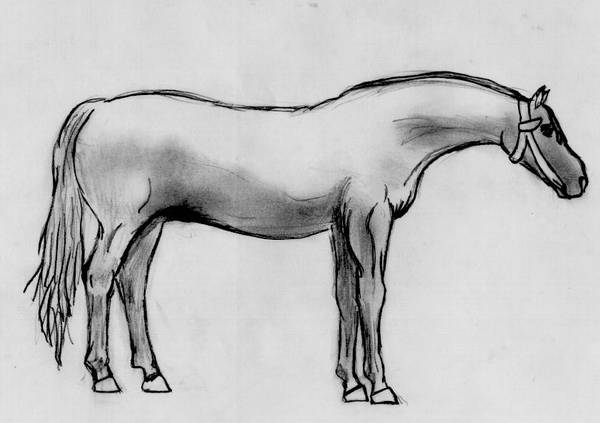 horse
