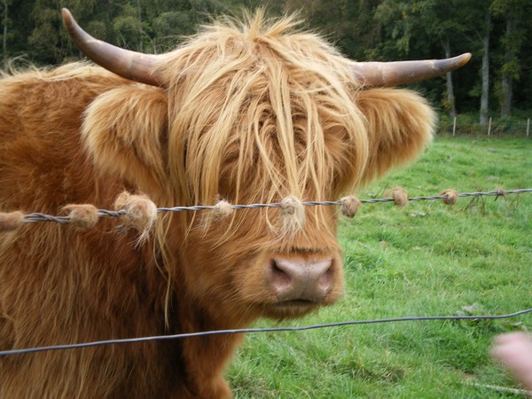 Scottish Cow