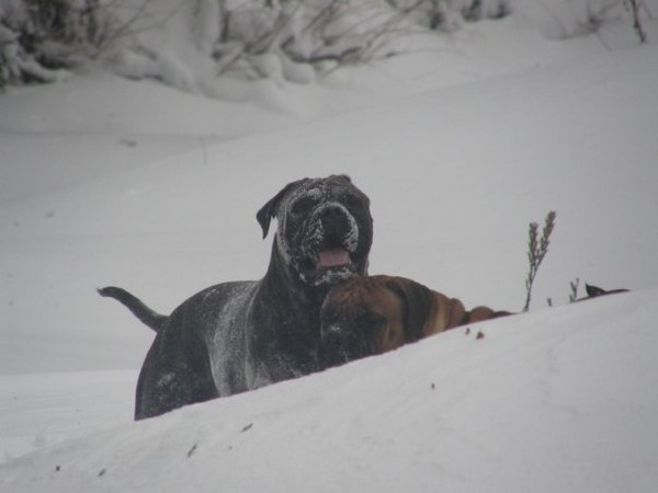 snowhounds