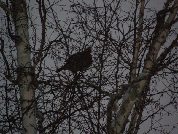 grouse in dark