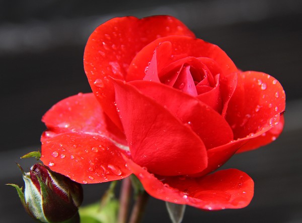 Red Rose