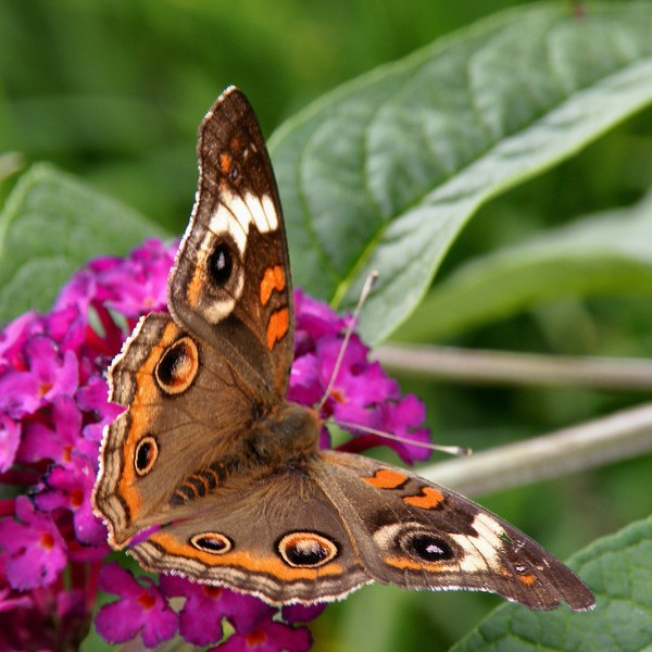 'Buckeye on Buddlia'