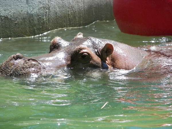 Hippo at D.C. zoo