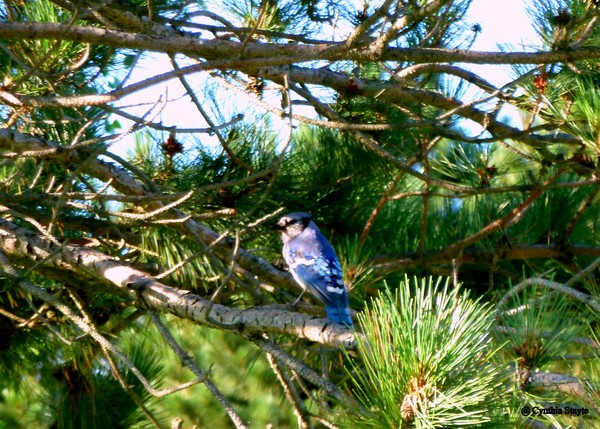 Upon The Branch