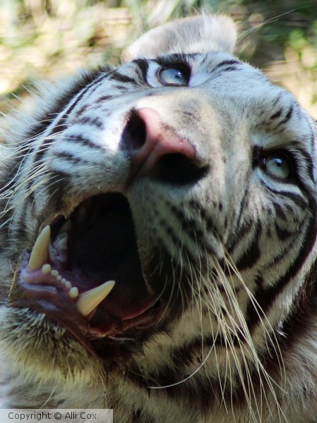 White Tiger