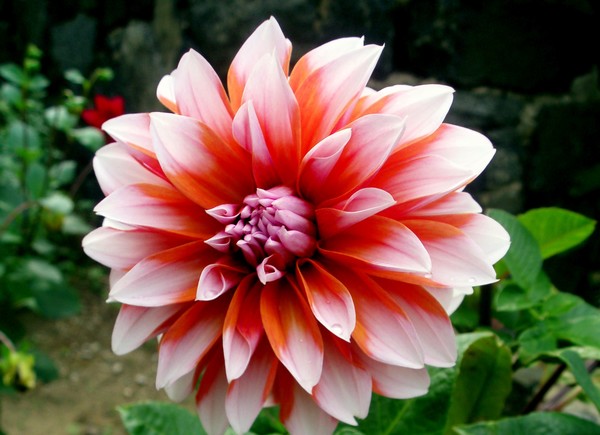 dahlia