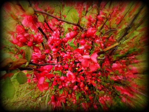 spring flowers