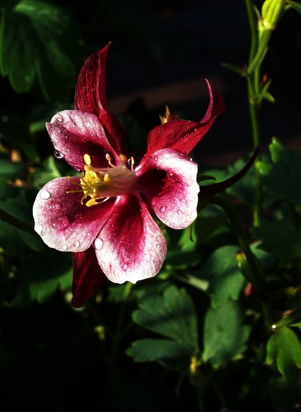 Red Cardinal Columbine