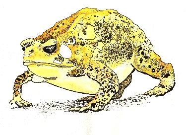 TOAD