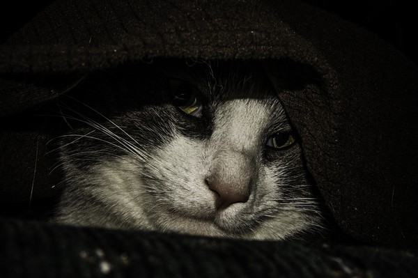 Ivan trying to get some peace and quite
