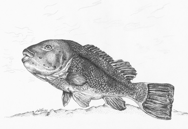 Tautog
