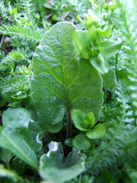 Green in green