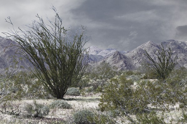 The Desert in Winter