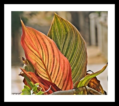 Nature's beauty