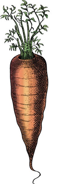 carrot