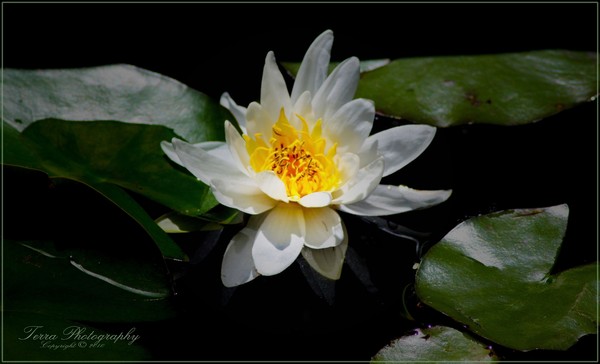 Lily Pad Friend 