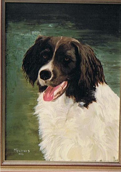 Dutch huntingdog Drentse Patrijshond