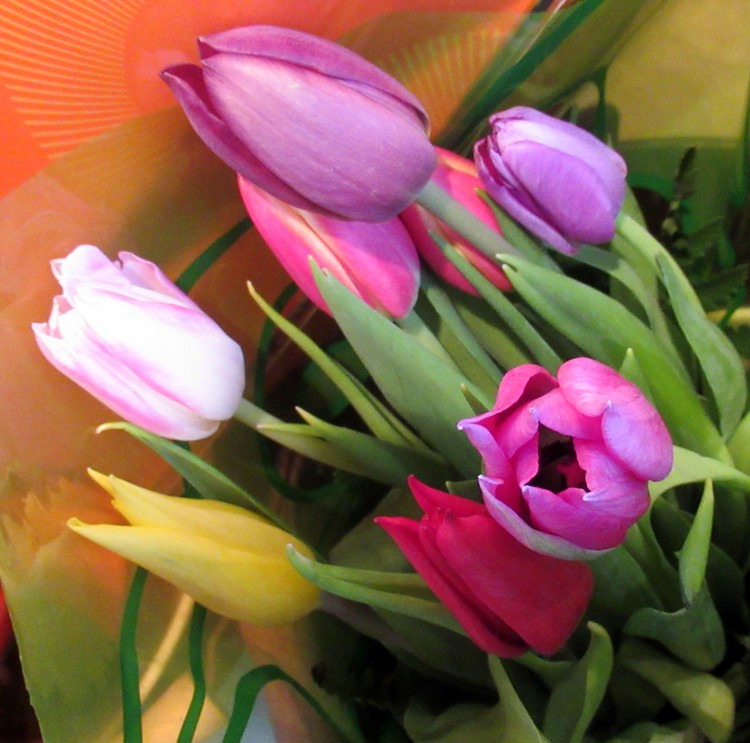 SOME TULIPS FOR YOU!