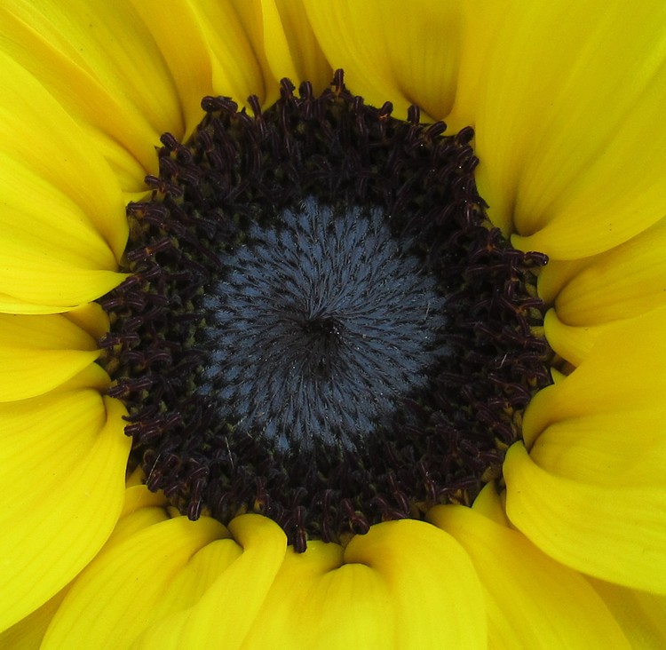 SUN FLOWER CORE