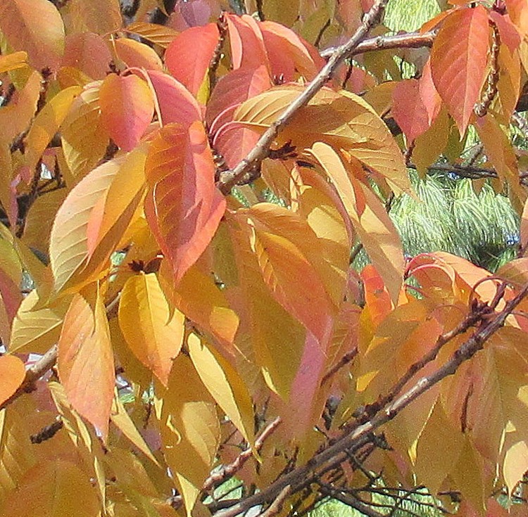 LAST FALL SPLENDOR