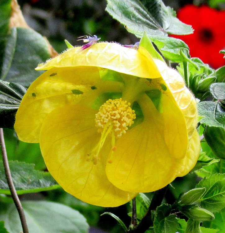 ABUTILON WITH VISITORS