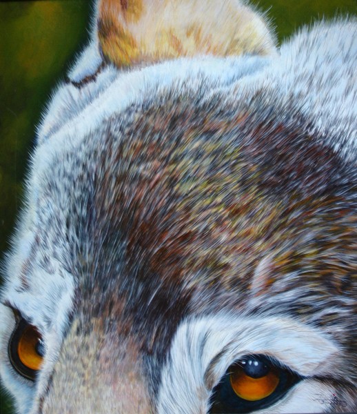 Wolf