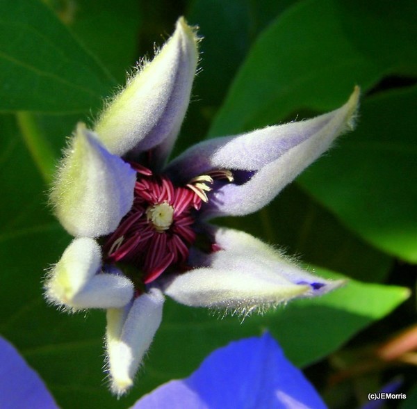 Unique Flower