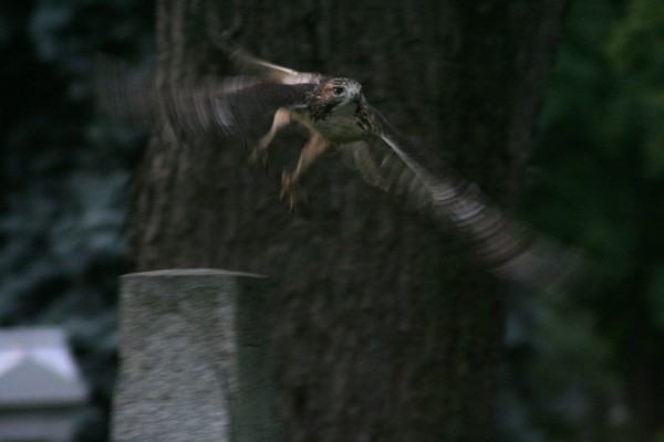 caught in FLIGHT~