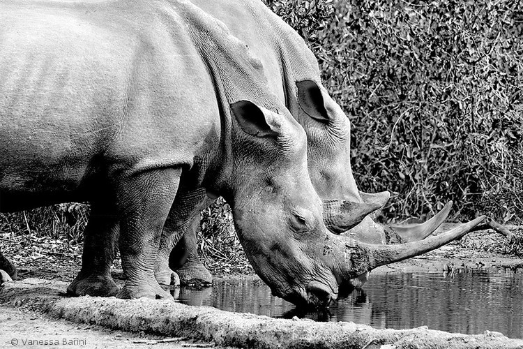 serie This is Africa/ Rinos