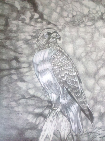 Hawk