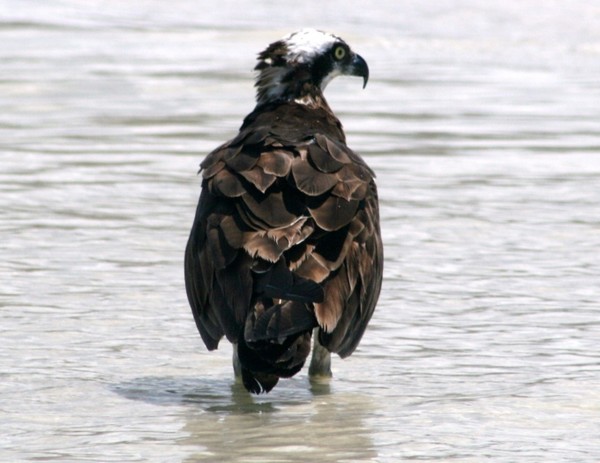 Osprey
