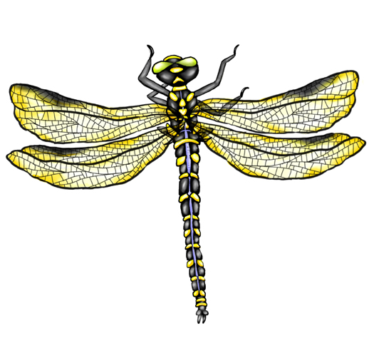 Golden-Ringed Dragonfly