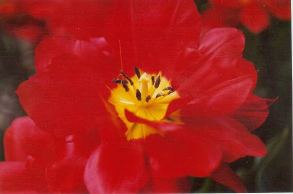 purple tulip