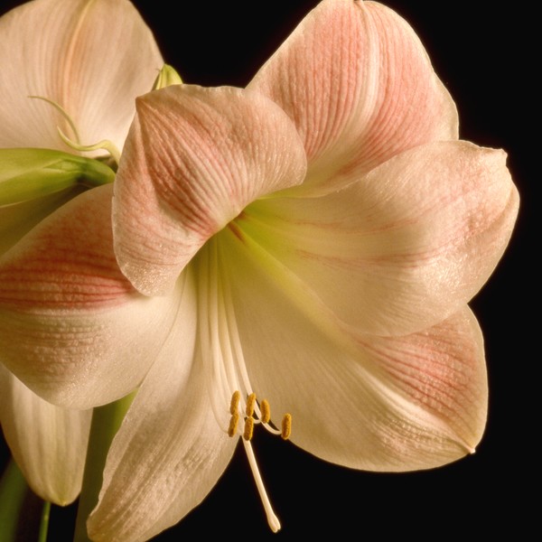 Amaryllis 3