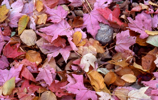 Autumn Leaves on the Forest Floor