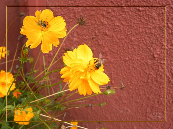 The pollen collectors
