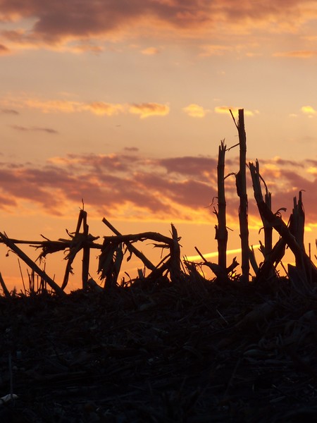 corn field