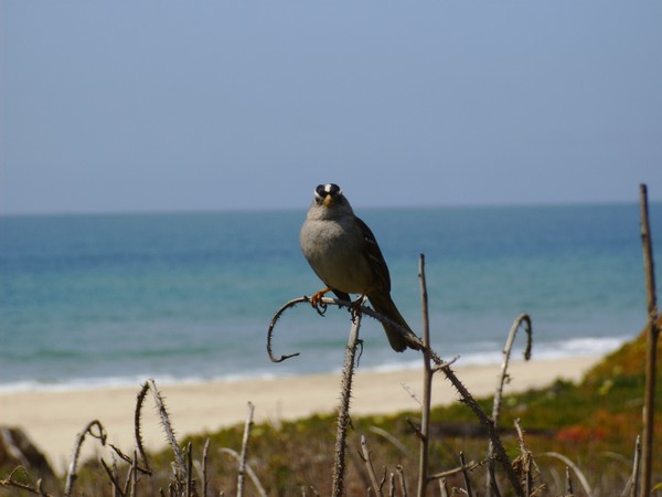 Sparrow