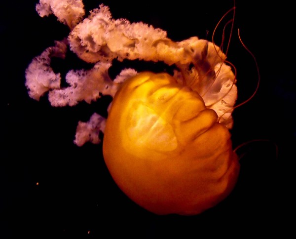 Jelly Fish